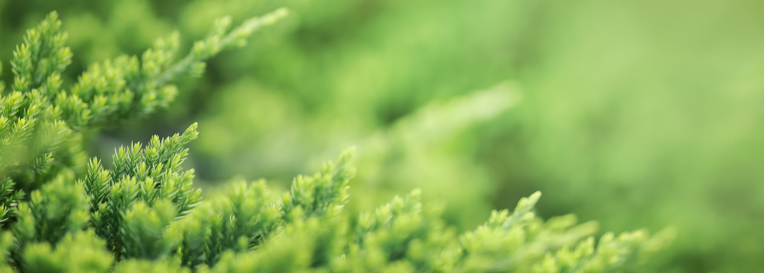 Grüner Wald mit Sonneneinstrahlung